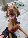 The Canine and the Cord