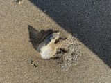 Serenity in a Seashell