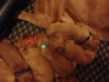 Puppies Snooze Together