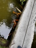 Finding Solace at the Koi Pond