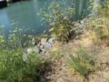 Serene Waters and Lush Vegetation