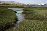 Tranquil Moments at Millbrae