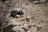 A Slow Journey Across the Rubble