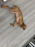 Relaxing on the Hardwood