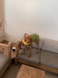 Stylish Pooch on the Couch