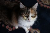 Intense Gaze