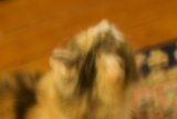 Feline Curiosity