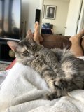 Cozy Cat Nap
