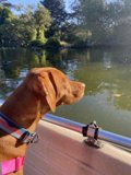 Lakeside Pondering