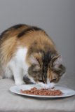 Feline Feast