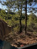 Canine Adventure in Tilden Regional Park