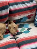 Cozy Canine Couch Potato
