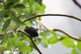 Perched Elegance