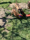 Playful Pups in the Park