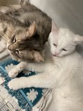 Feline Friendship at Home in San Francisco