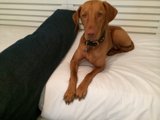 Cozy Canine Bedding