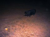 Nighttime Encounter
