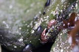 Shore Crab Clings to Algae-Covered Tidal Rock
