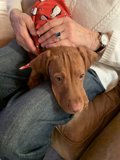A Holiday Cuddle with a Furry Friend