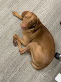 Resting Vizsla