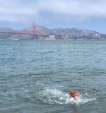 Canine at the Coast