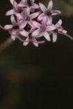 Blossoming Geranium