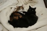 Bed Buddies