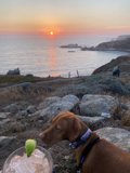 Coastal Canine Cocktail Hour
