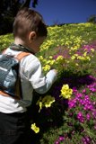 Blossom Boy: Adventure in Golden Gate Park, 2024