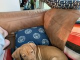 Couch Companionship