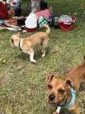 Pups in the Park