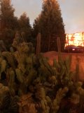 Desert Oasis