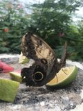 Butterfly Enjoying Summer Treats