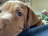 Precious Pup