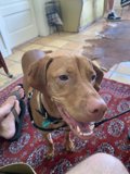 Canine Comfort