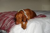 Sweet Dreams: A Restful Hound on a Bed