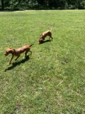 Running Free in the Countryside
