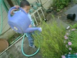 Little Green Thumb