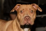 Big-Nosed Bulldog