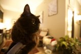 Cat in the Shadows