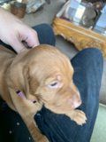 Cute Vizsla Puppy being held