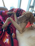 Hound on Linen