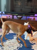 Canine and Feline Fun in San Francisco Living Room