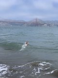 Coastal Canine