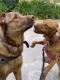 Playtime with Pals