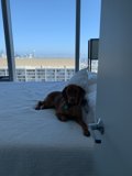 City Living Canine Companion