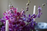 'Purple Paradise'