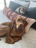 Bed Buddies