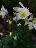 Pink and White Geranium Flowers