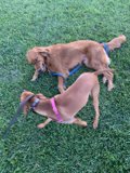 Playful Pups at Pier 27